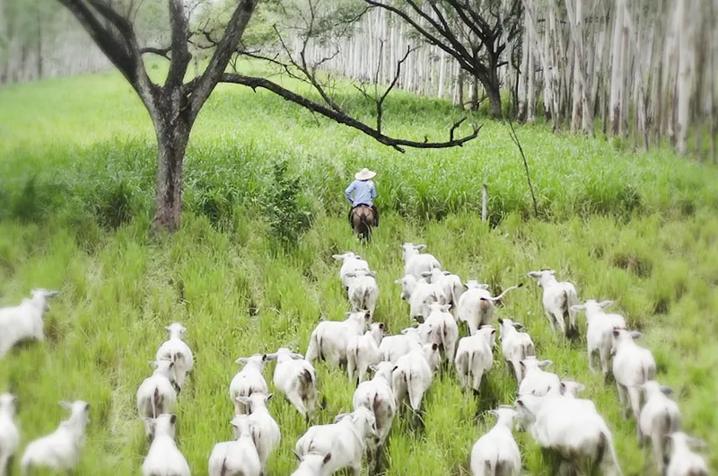 portada video ganatic market